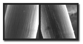 microscrope