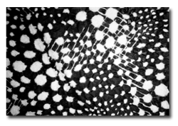 lineatessile