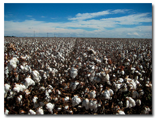 Cotton