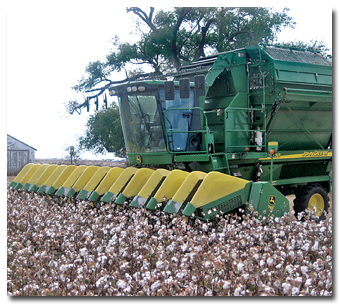 Cotton