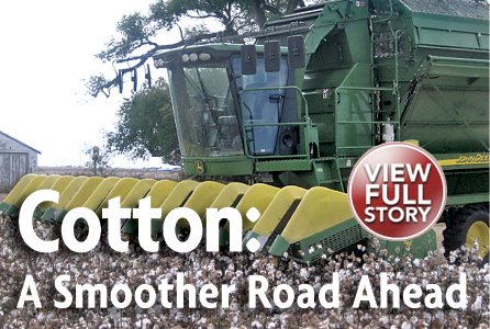 Cotton prices are hooked to the U.S. dollar as export sales return to normal.