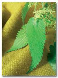 Camira