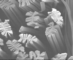 Nylon Cross Section