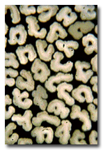 FWfiberpic