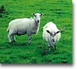 sheep_640
