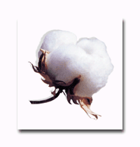 cottonpuff_1487
