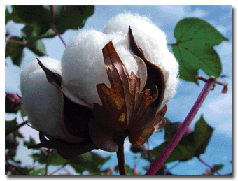 Cotton1